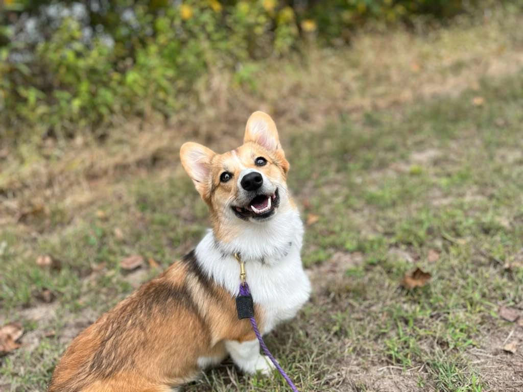 Happy corgi during obedience session outdoors in St. Louis